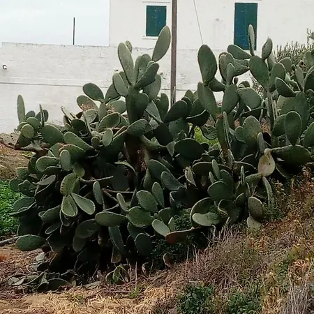 Masseria Ricci Lejlighed Fasano
