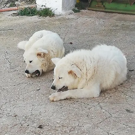 Appartamento Masseria Ricci *